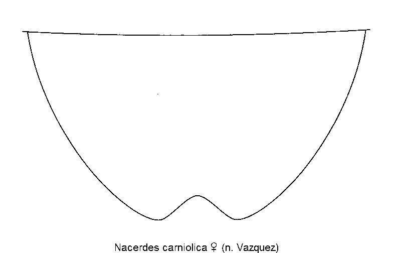 nacerdes_carniolica_w_pyg.gif