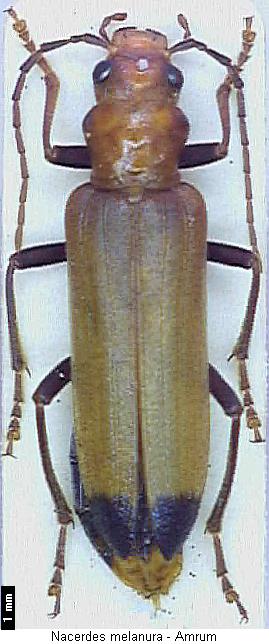 nacerdes_melanura_hab.jpg