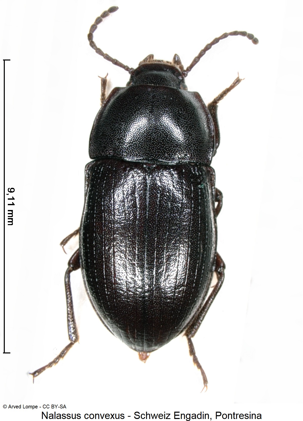 nalassus_convexus_ck10305_hab.jpg