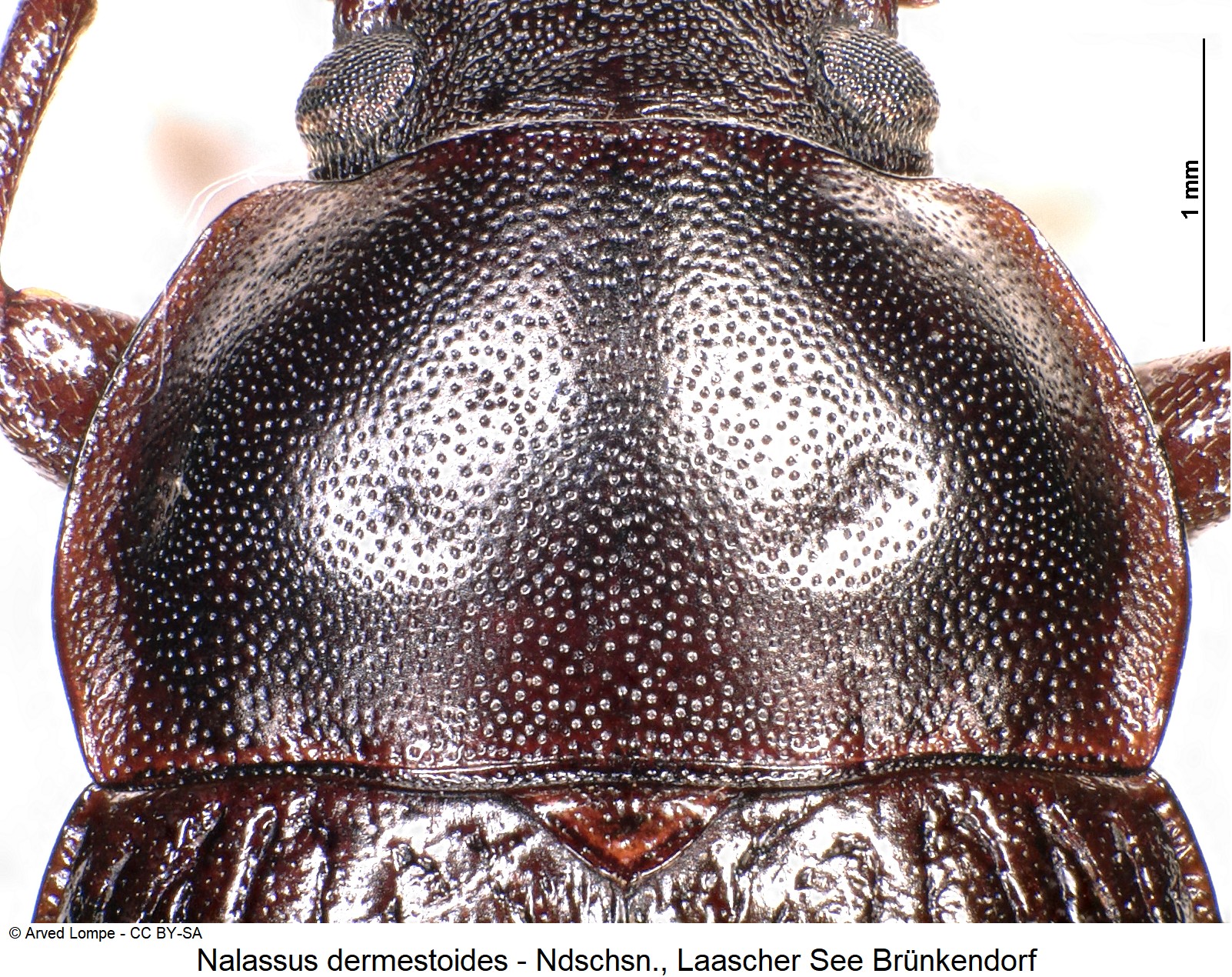nalassus_dermestoides_ck10301_hsch.jpg
