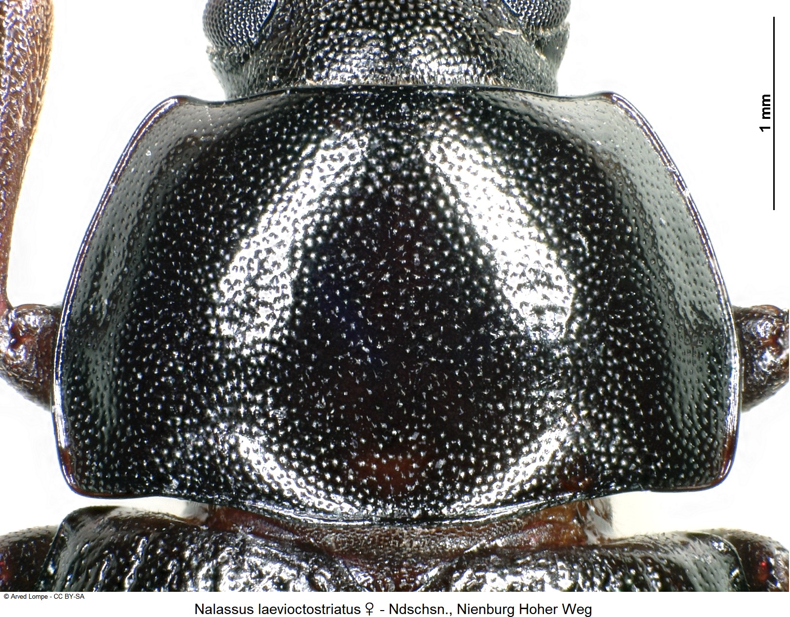 nalassus_laevioctostriatus_w_ck34306892_hsch.jpg