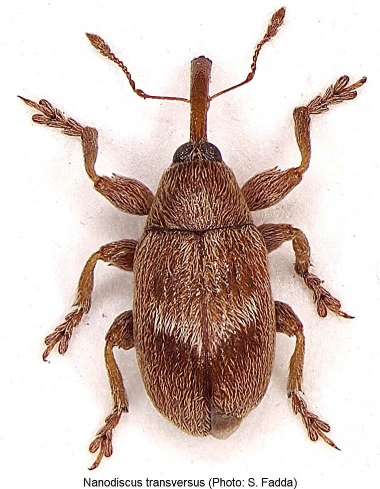 nanodiscus_transversus_hab.jpg