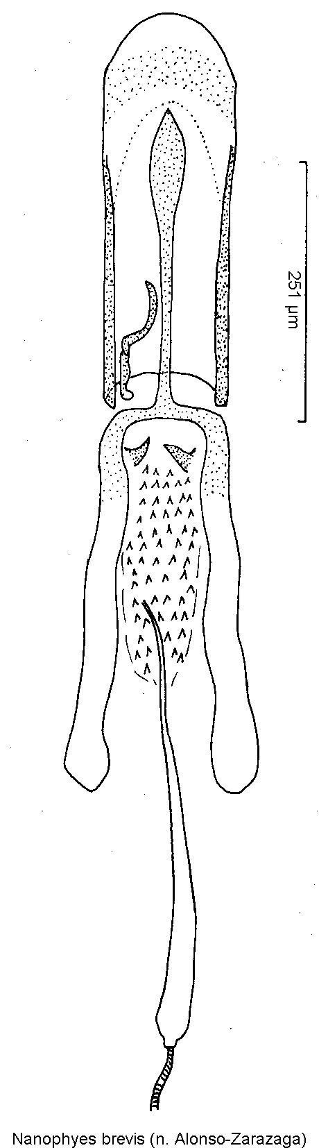 nanophyes_brevis1.gif