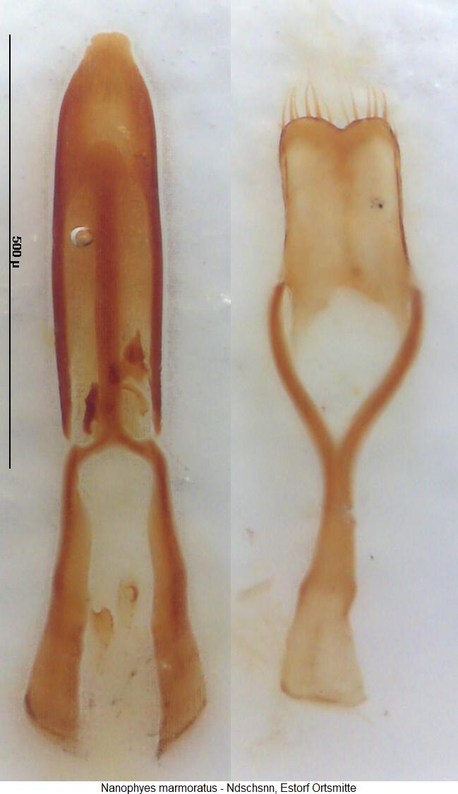 nanophyes_marmoratus1.jpg
