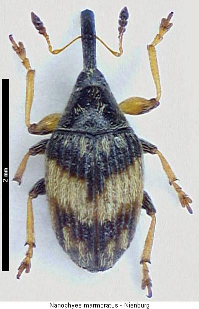 nanophyes_marmoratus_hab.jpg