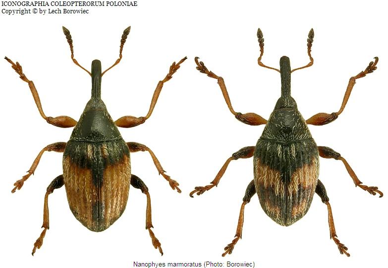 nanophyes_marmoratus_hab2.jpg
