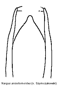 nargus_anisotomoides.gif