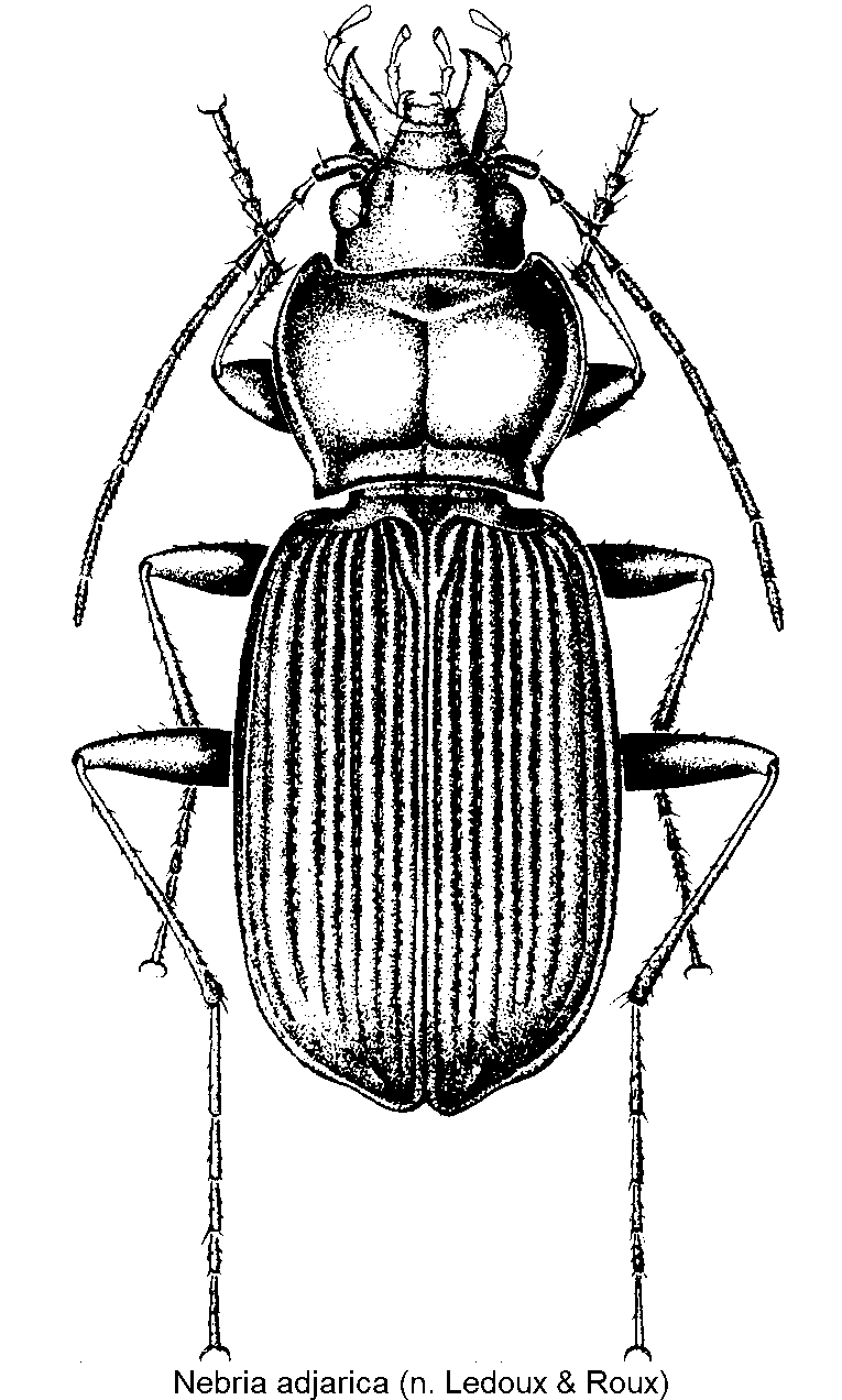 nebria_adjarica_hab.gif