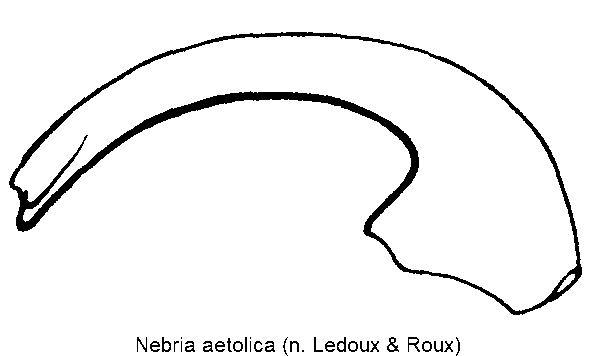 nebria_aetolica.gif