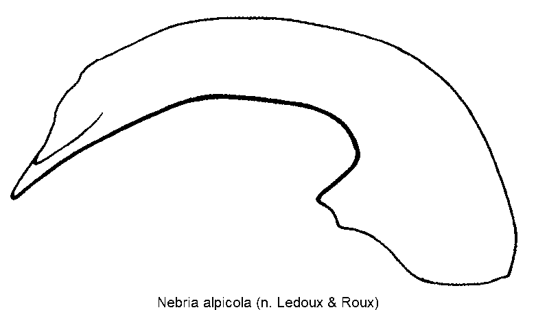 nebria_alpicola.gif