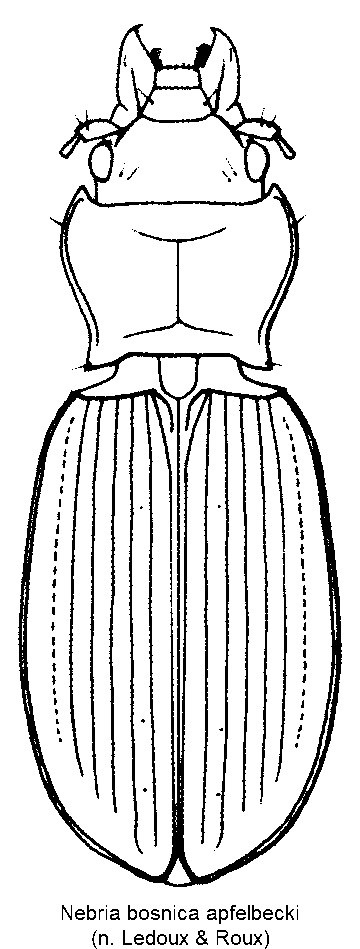 nebria_apfelbecki_hab.gif