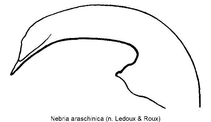 nebria_araschinica.gif