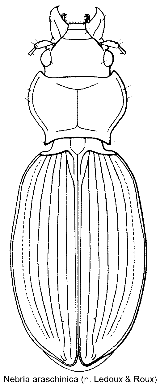 nebria_araschinica_hab.gif