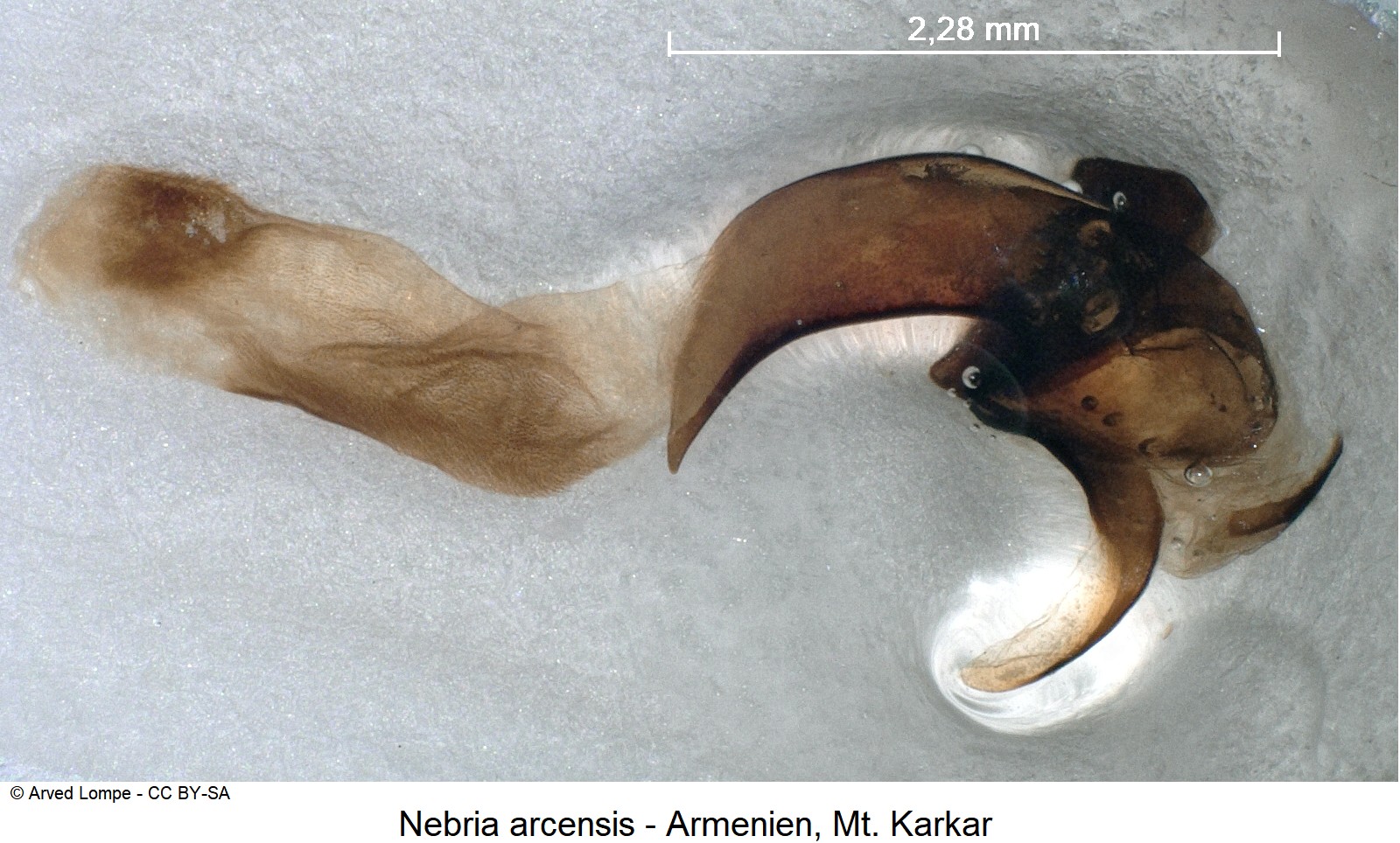 nebria_arcensis_ck37974345.jpg