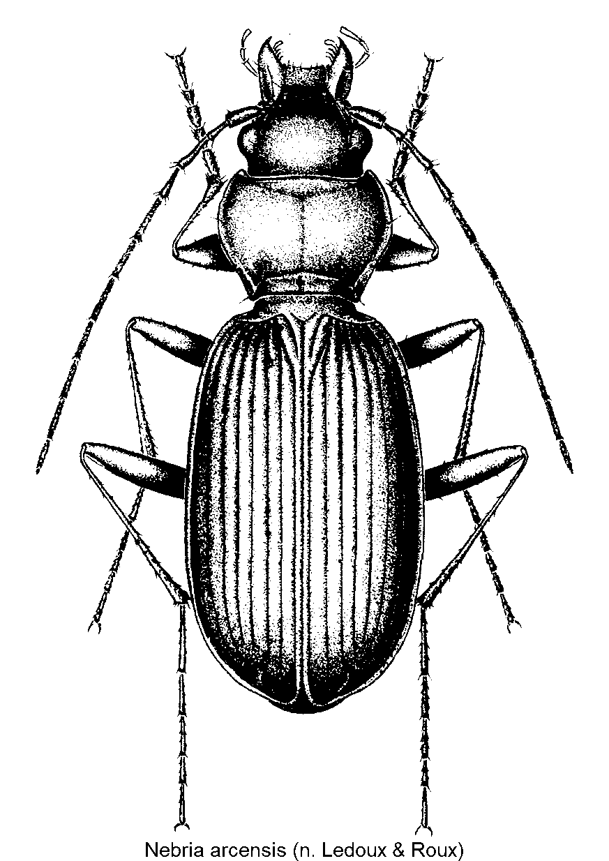 nebria_arcensis_hab.gif