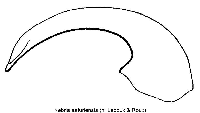 nebria_asturiensis.gif