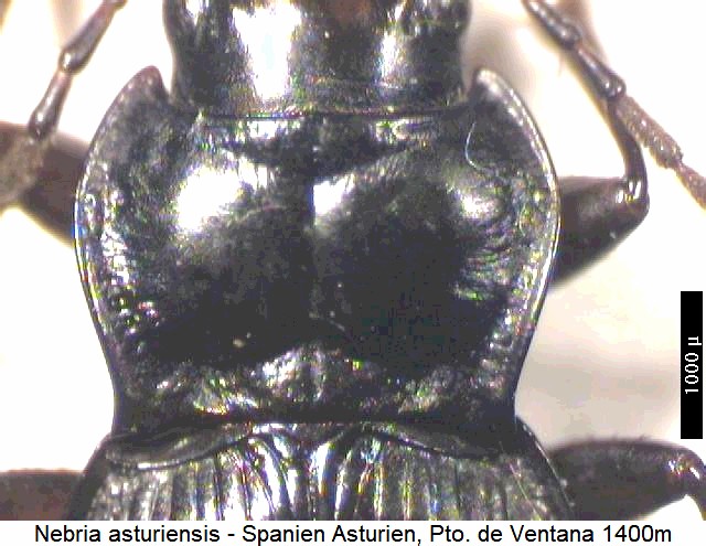nebria_asturiensis_hsch.jpg