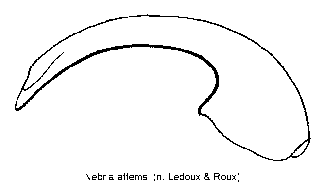 nebria_attemsi.gif