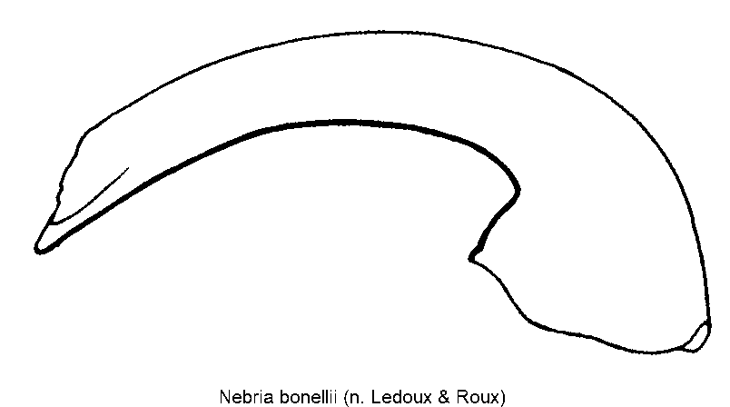 nebria_bonellii.gif