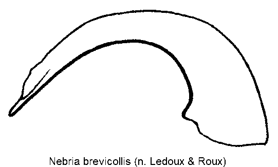 nebria_brevicollis.gif