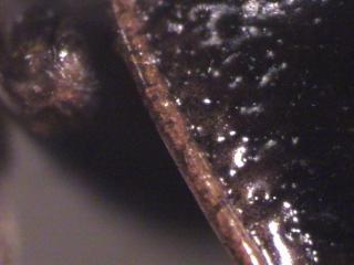nebria_brevicollis_srd.jpg