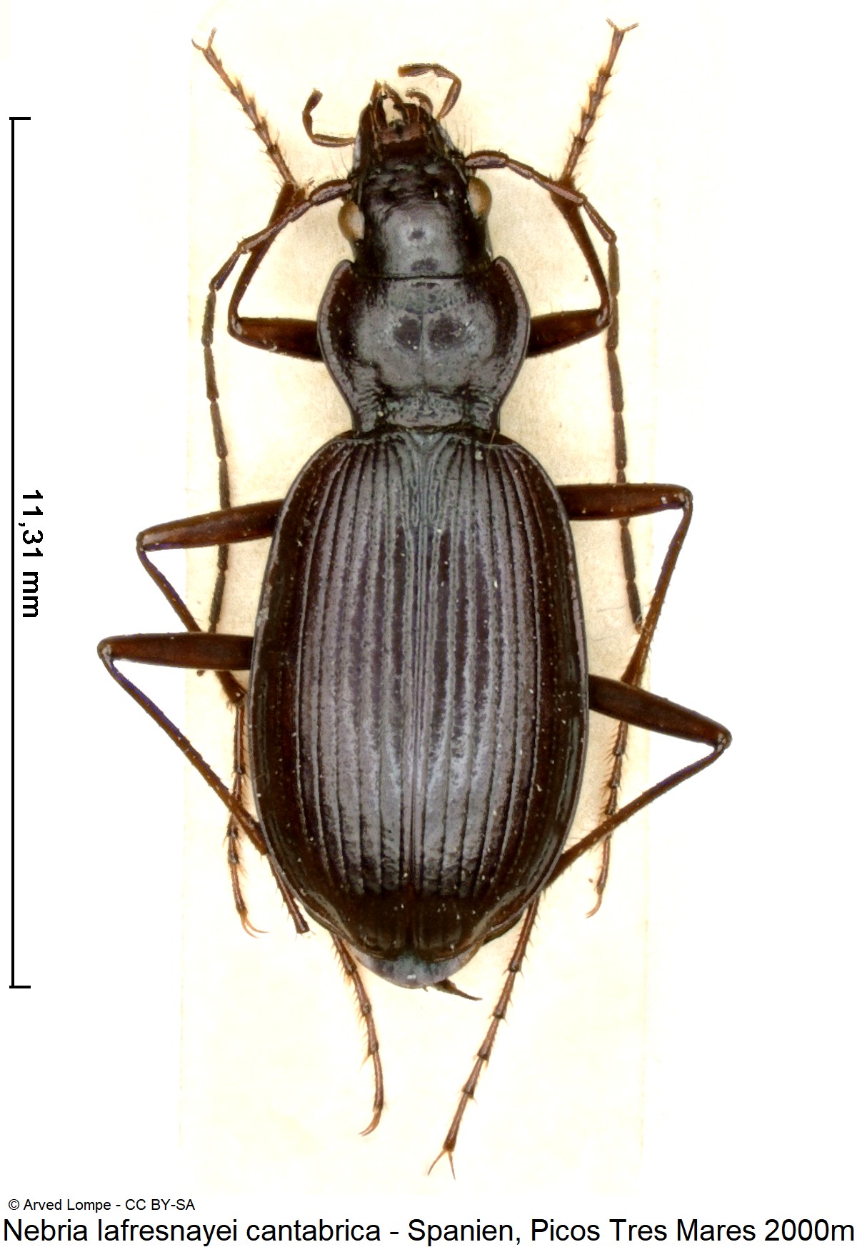 nebria_cantabrica_ck17462_hab.jpg