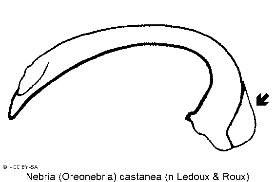 nebria_castanea.gif