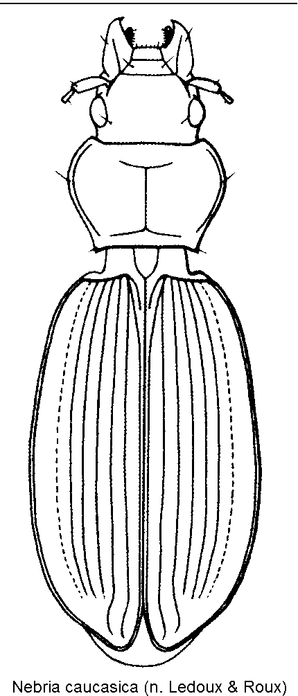 nebria_caucasica_hab.gif