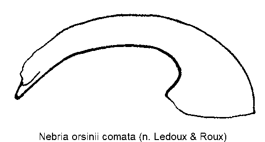 nebria_comata.gif