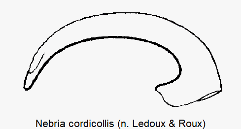 nebria_cordicollis-1.gif