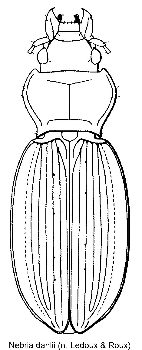nebria_dahlii_hab.gif