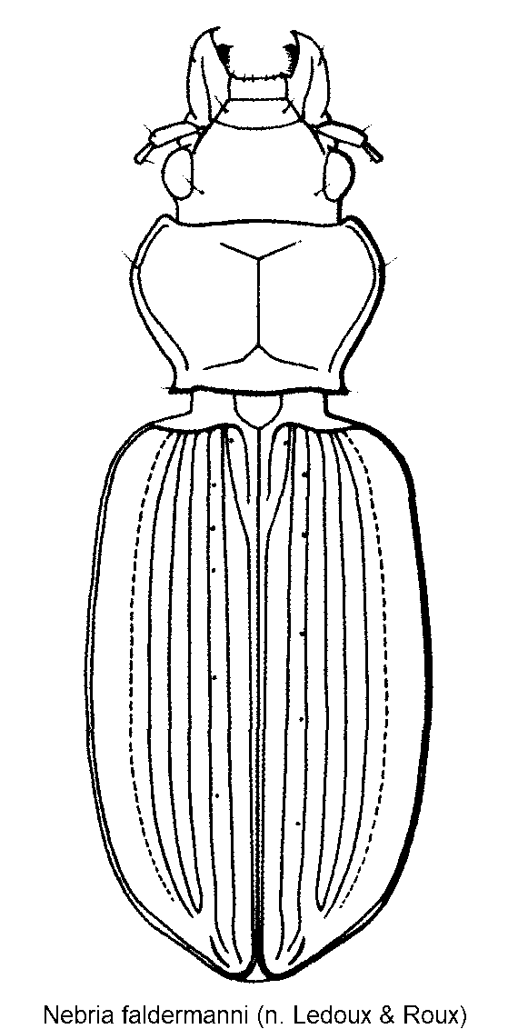 nebria_faldermanni_hab.gif