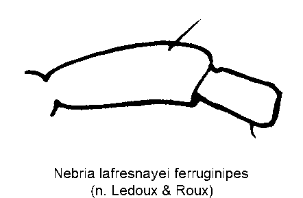 nebria_ferruginipes_f.gif