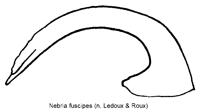 nebria_fuscipes.gif
