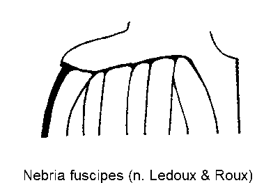 nebria_fuscipes_hum.gif
