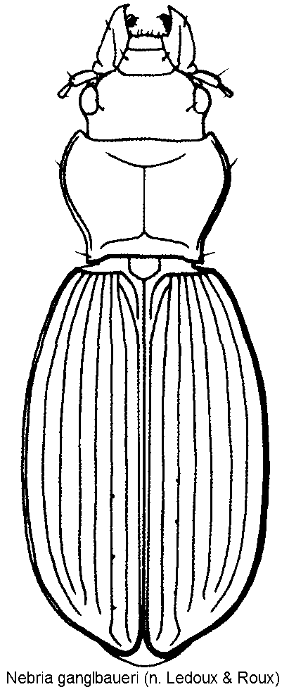 nebria_ganglbaueri_hab.gif