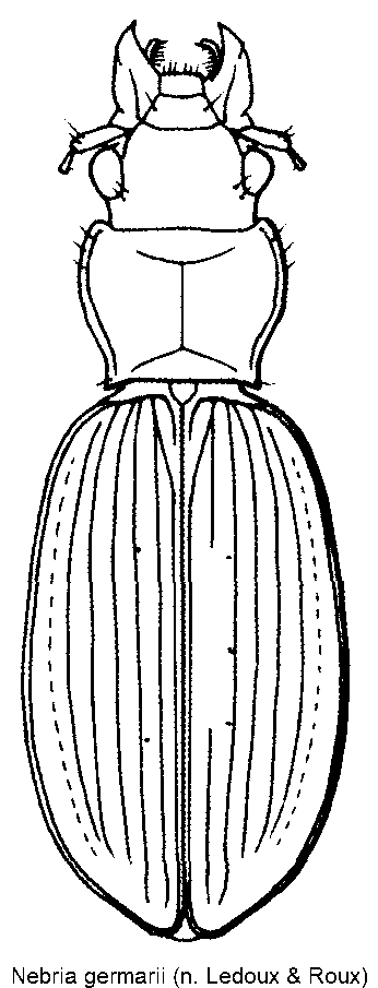 nebria_germarii_hab.gif
