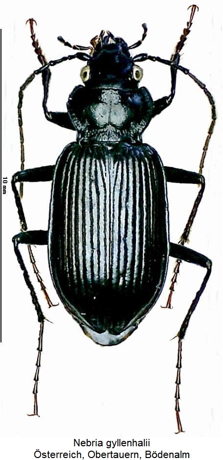 nebria_gyllenhalii_hab.jpg