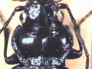 nebria_gyllenhalii_hsch.jpg