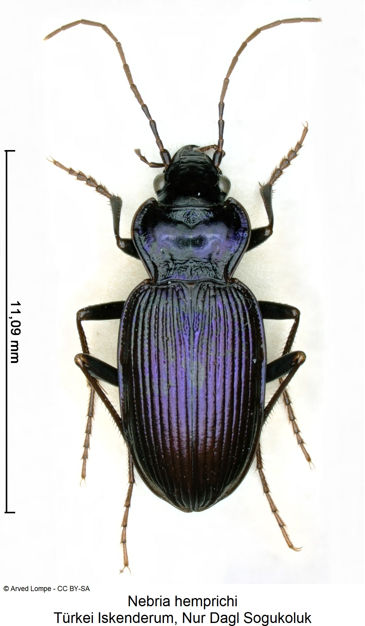 nebria_hemprichi_ck20416_hab.jpg