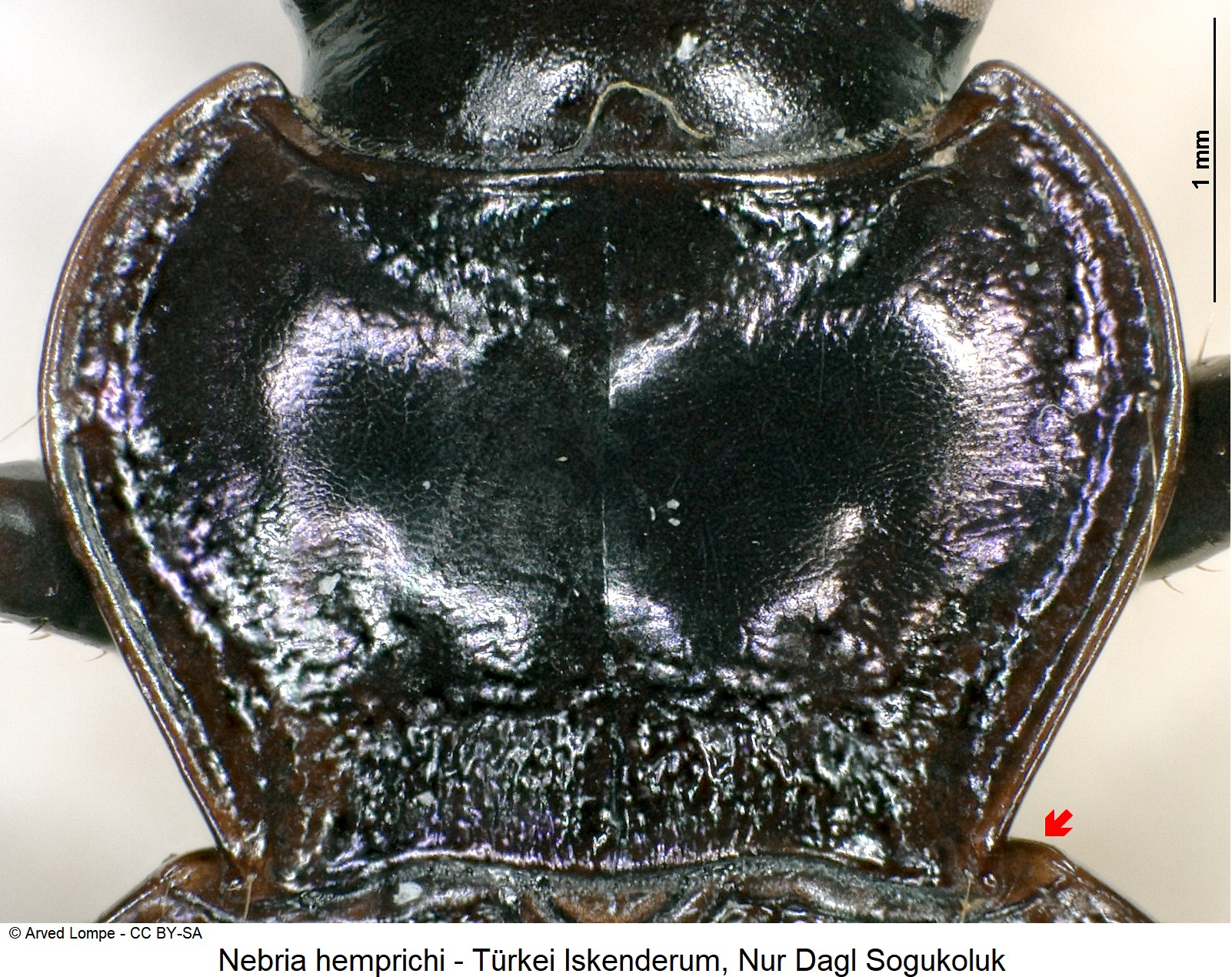 nebria_hemprichi_ck20416_hsch.jpg