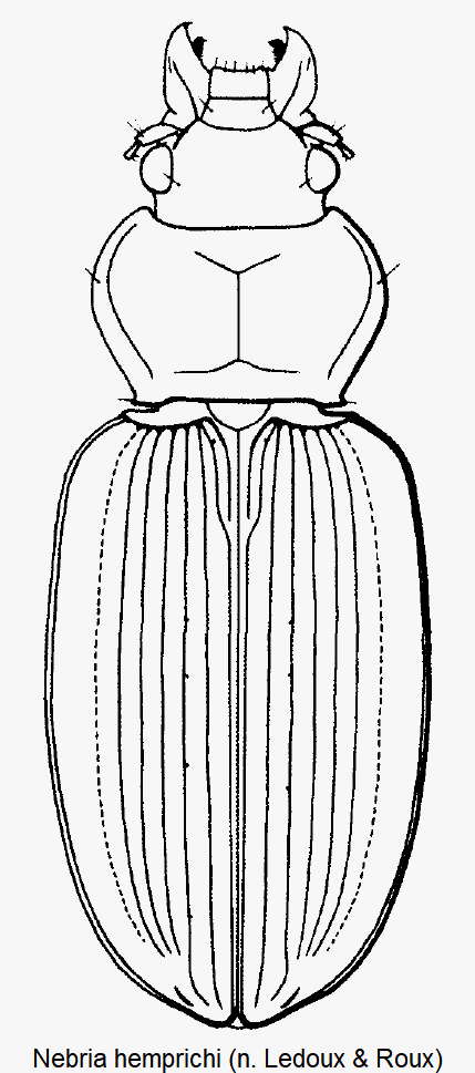 nebria_hemprichi_hab.gif