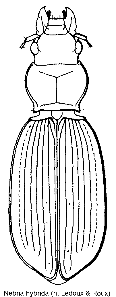 nebria_hybrida_hab.gif