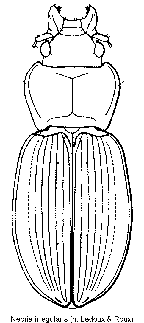 nebria_irregularis_hab.gif