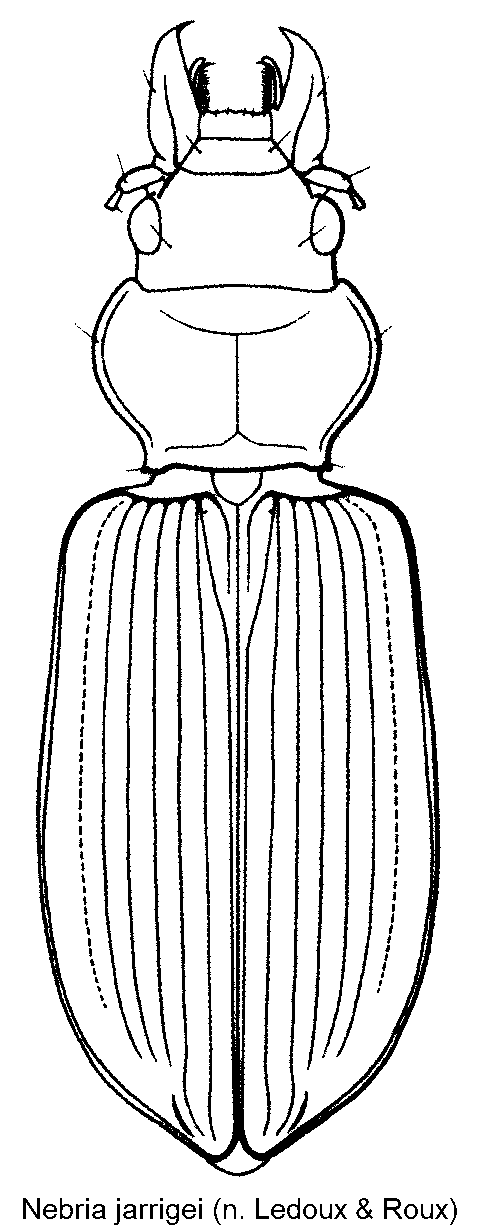 nebria_jarrigei_hab.gif