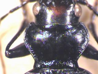 nebria_jokischii_hsch.jpg