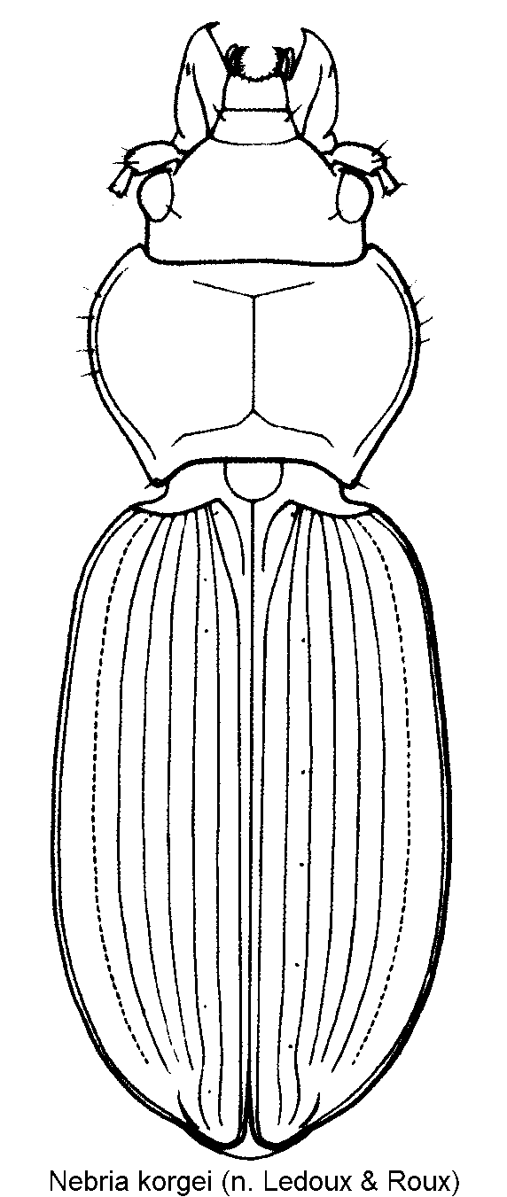 nebria_korgei_hab.gif