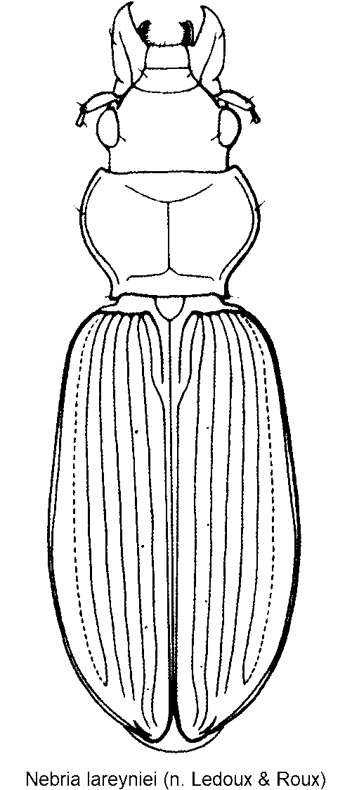 nebria_lareyniei_hab.gif