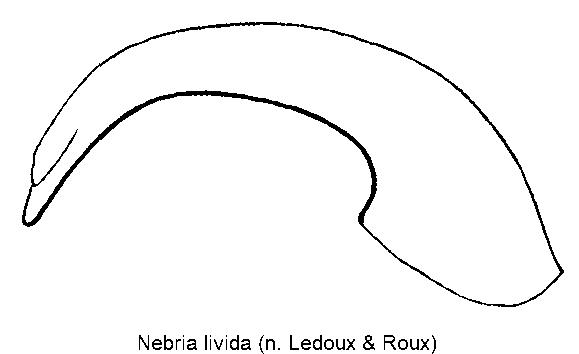 nebria_livida-1.gif