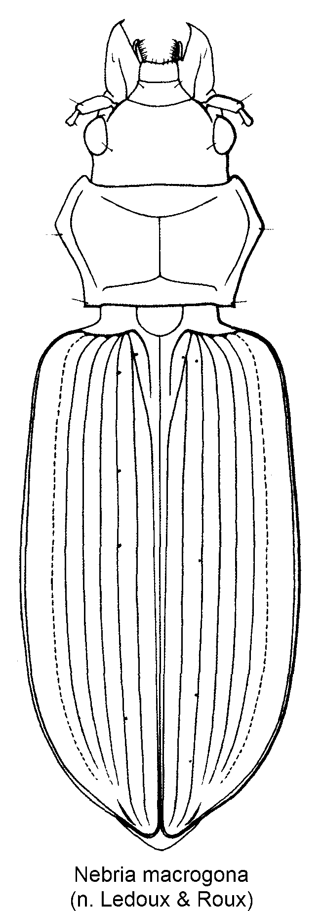 nebria_macrogona_hab.gif